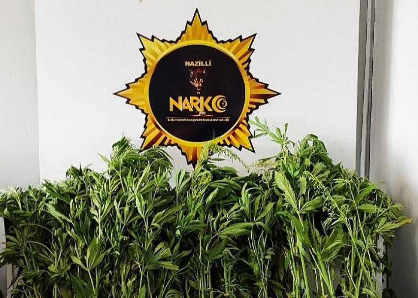 NARKOTİK, 110 KÖK HİNT KENEVİRİ ELE GEÇİRDİ