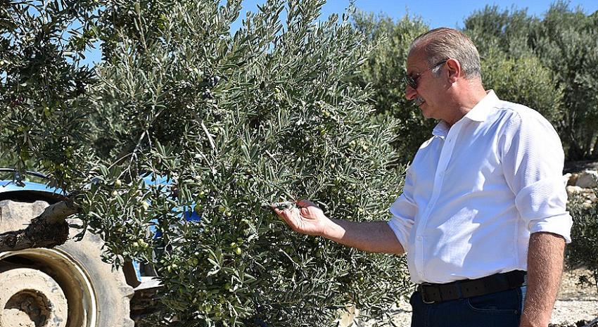 BAŞKAN ATABAY: ZEYTİNİME DOKUNMA