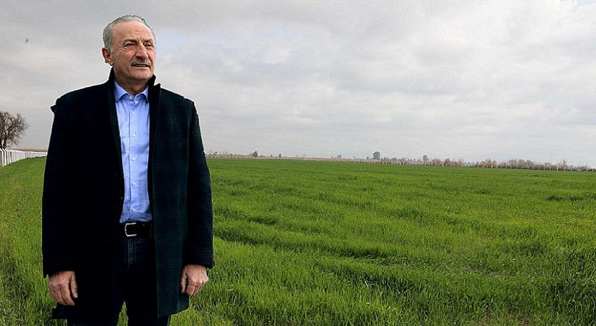 Didim Belediyesi'nin ektiği buğdaylar yeşermeye başladı