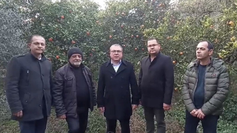 Karakoz: Narenciye dalda kaldı, üretici ağaçlarını söküyor