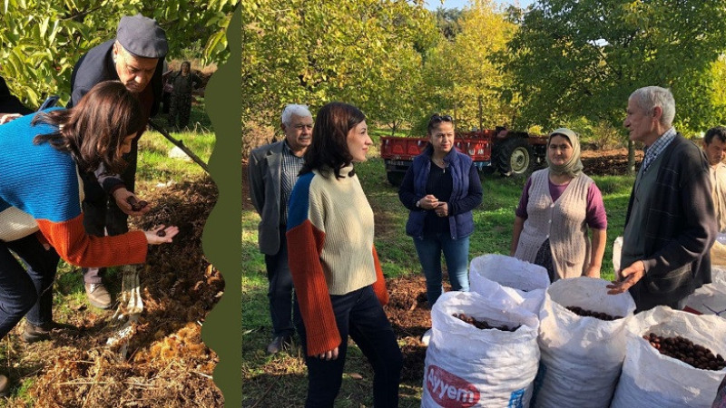 CHP Nazilli İlçe Başkanı Ökmen kestane üreticilerinin sesi oldu