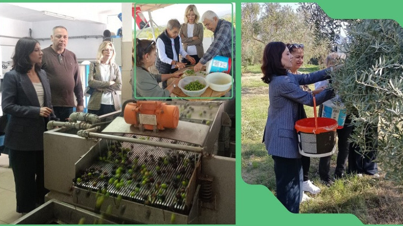 CHP Nazilli İlçe Başkanı Ökmen’den Zeytin Hasadı Ziyareti